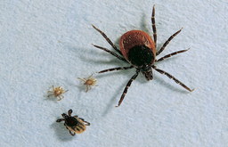 Das erwachsene Weibchen (rechts oben) ist zwischen 3 bis 5 mm groß. Für den Menschen sind die 1 bis 1,5 mm großen Nymphen (unten) am gefährlichsten. Die bis zu 0,5 mm großen Larven (Mitte) sind für den Menschen ungefährlich. (Foto: zecken.de)