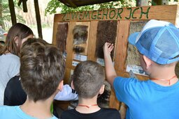 Waldjugendspiele (Foto: SDW)